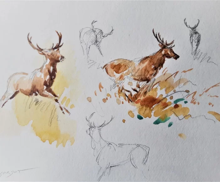 matthieu-sordot-artiste-peintre-aquarelle-animalier